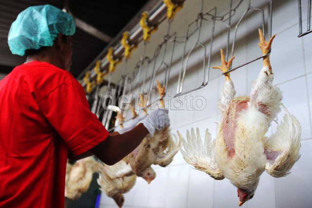 Detail Gambar Tai Ayam Nomer 21