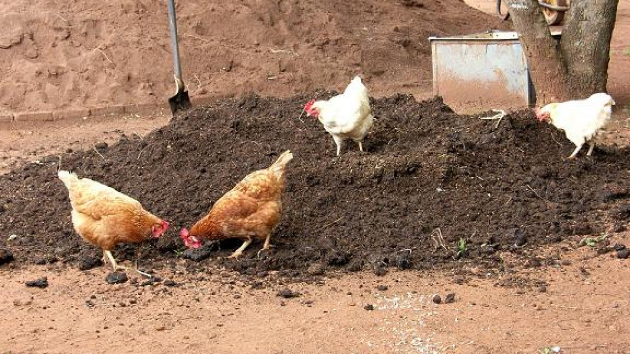 Detail Gambar Tai Ayam Nomer 22