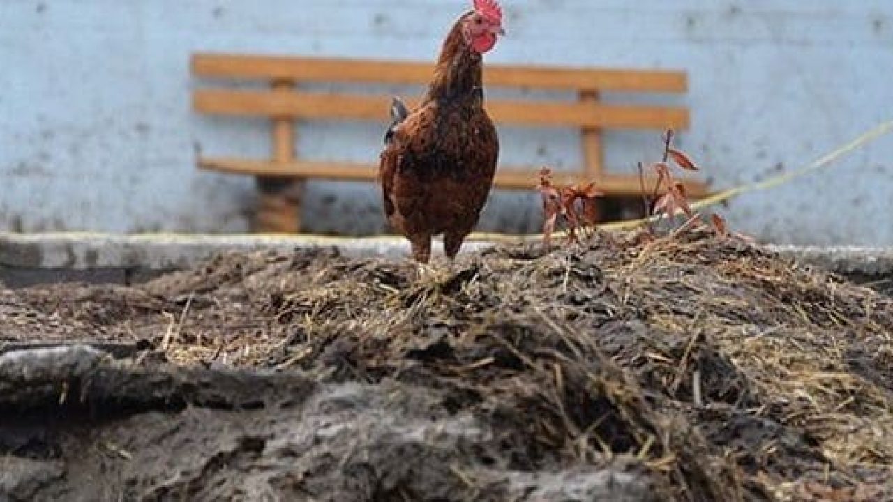 Detail Gambar Tai Ayam Nomer 25