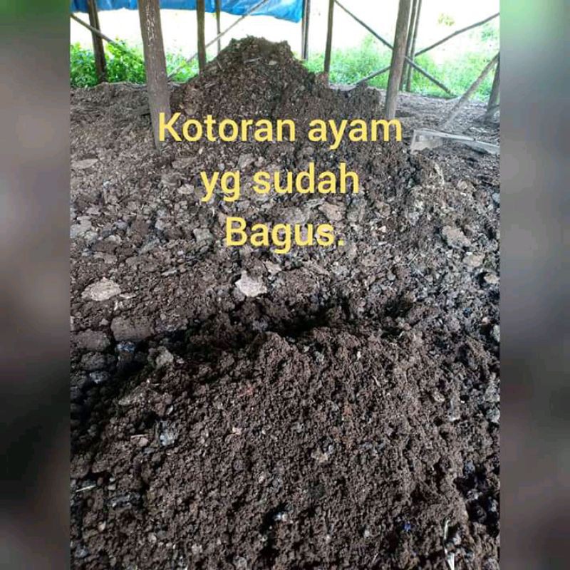 Detail Gambar Tai Ayam Nomer 26