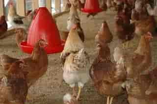 Detail Gambar Tai Ayam Nomer 31