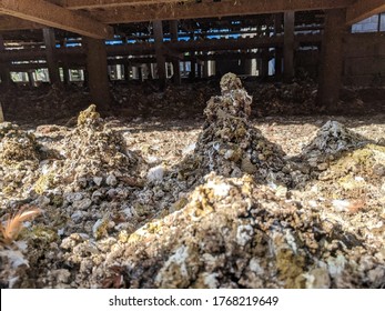 Detail Gambar Tai Ayam Nomer 33