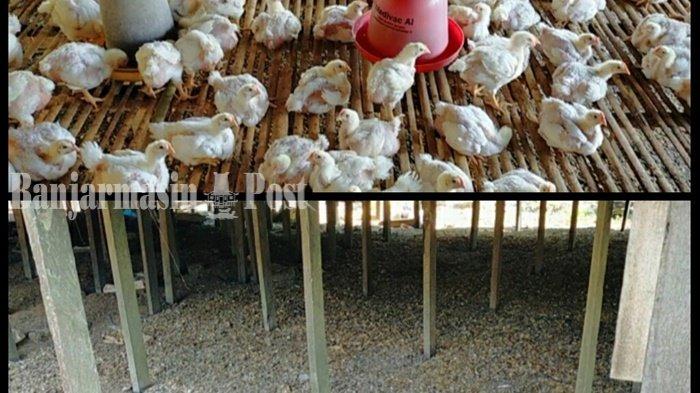 Detail Gambar Tai Ayam Nomer 49