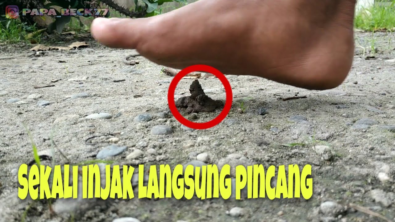 Detail Gambar Tai Ayam Nomer 7