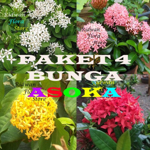 Detail Gambar Taman Bunga Asoka Nomer 55