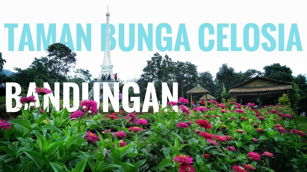 Detail Gambar Taman Bunga Bandungan Nomer 58