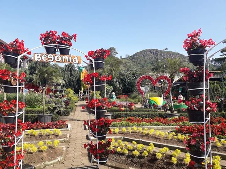 Detail Gambar Taman Bunga Begonia Bandung Nomer 18