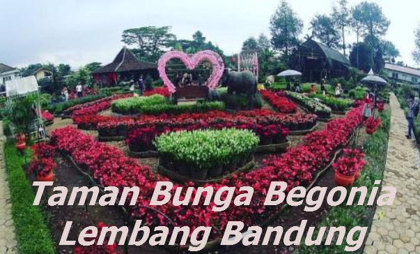 Detail Gambar Taman Bunga Begonia Bandung Nomer 29