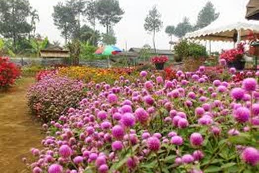 Detail Gambar Taman Bunga Begonia Bandung Nomer 33