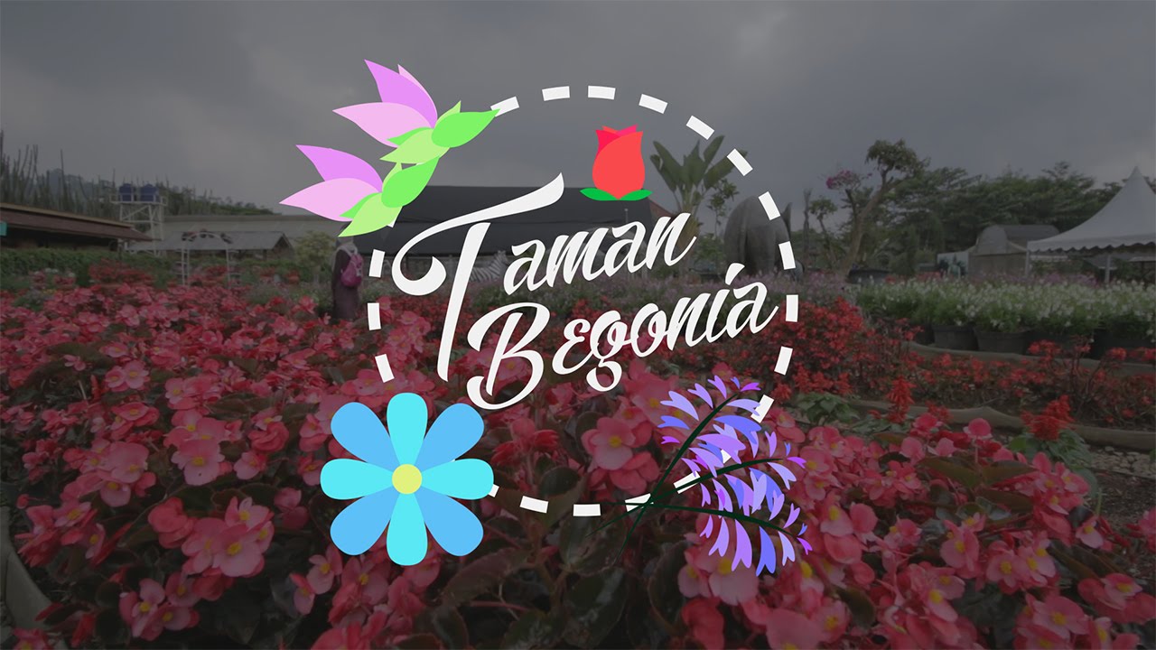 Detail Gambar Taman Bunga Begonia Bandung Nomer 47
