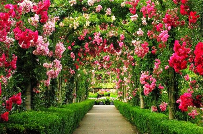 Gambar Taman Bunga Cantik - KibrisPDR