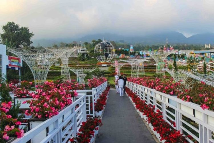 Detail Gambar Taman Bunga Celosia Bandungan Nomer 14