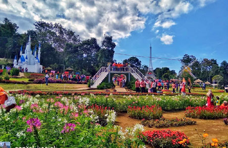 Detail Gambar Taman Bunga Celosia Bandungan Nomer 55