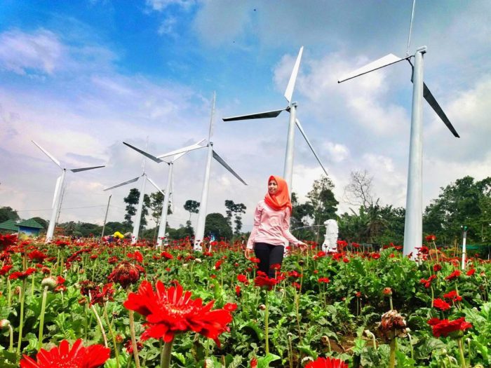 Detail Gambar Taman Bunga Celosia Semarang Nomer 10