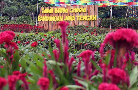 Detail Gambar Taman Bunga Celosia Semarang Nomer 29