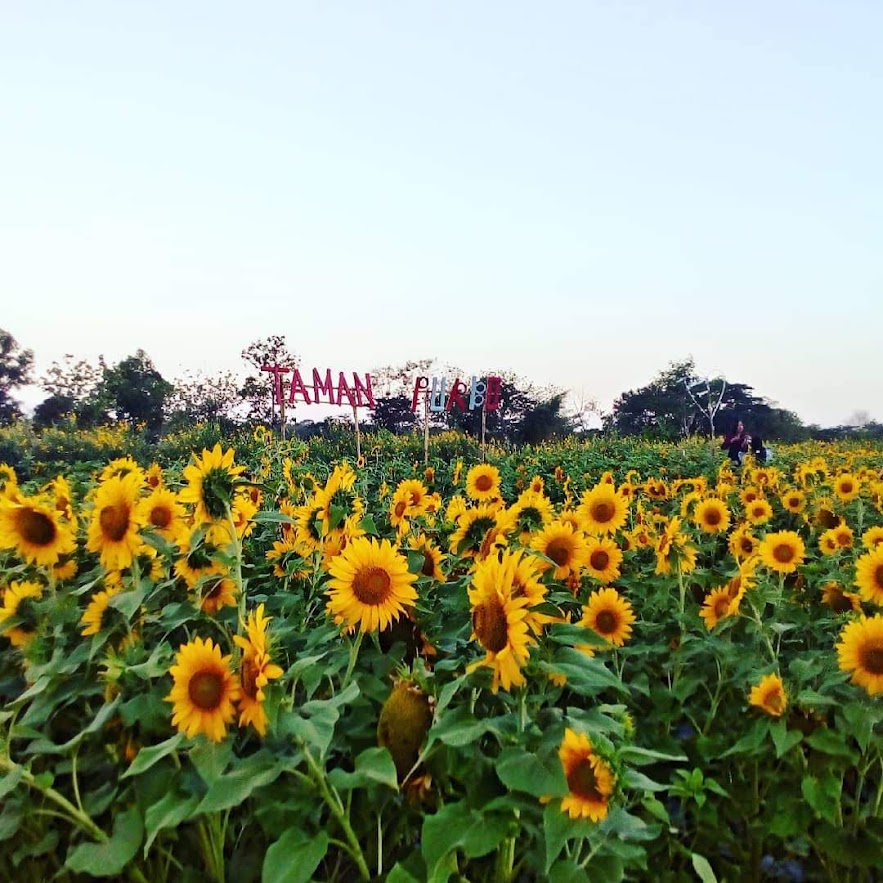 Detail Gambar Taman Bunga Dan Matahari Nomer 55