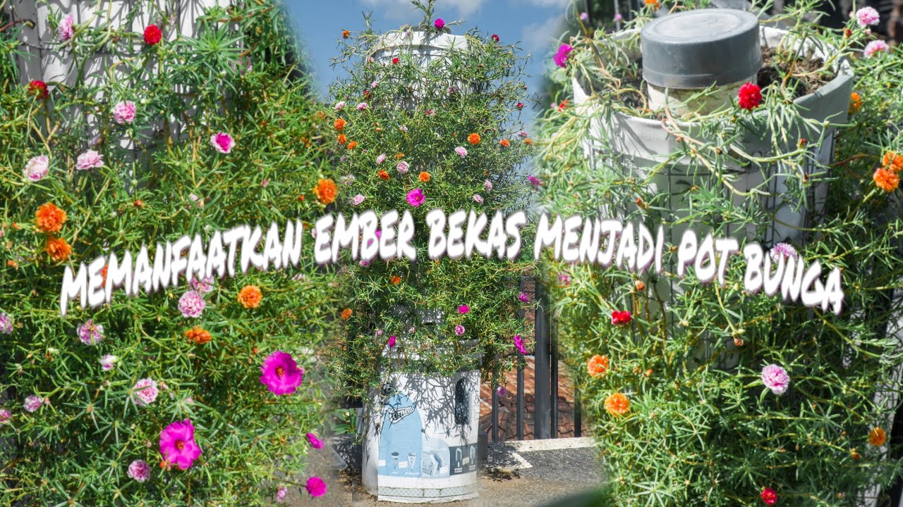 Detail Gambar Taman Bunga Krokot Nomer 30