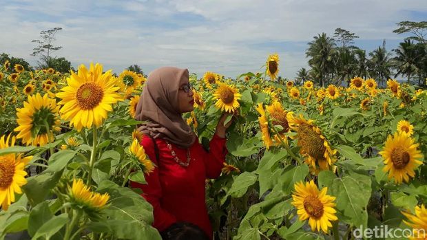 Detail Gambar Taman Bunga Matahari Nomer 21