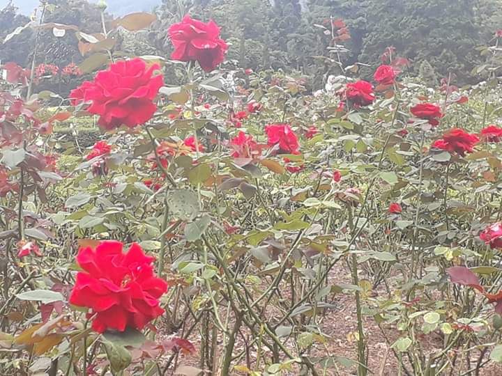 Detail Gambar Taman Bunga Mawar Merah Nomer 31