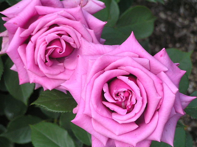 Detail Gambar Taman Bunga Mawar Merah Nomer 46