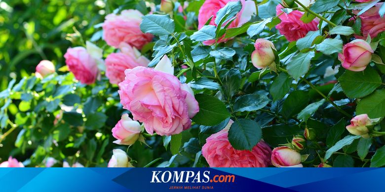 Detail Gambar Taman Bunga Mawar Ungu Nomer 25