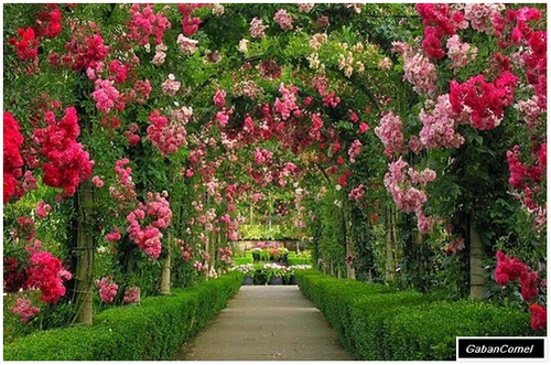 Detail Gambar Taman Bunga Paling Indah Di Dunia Nomer 20