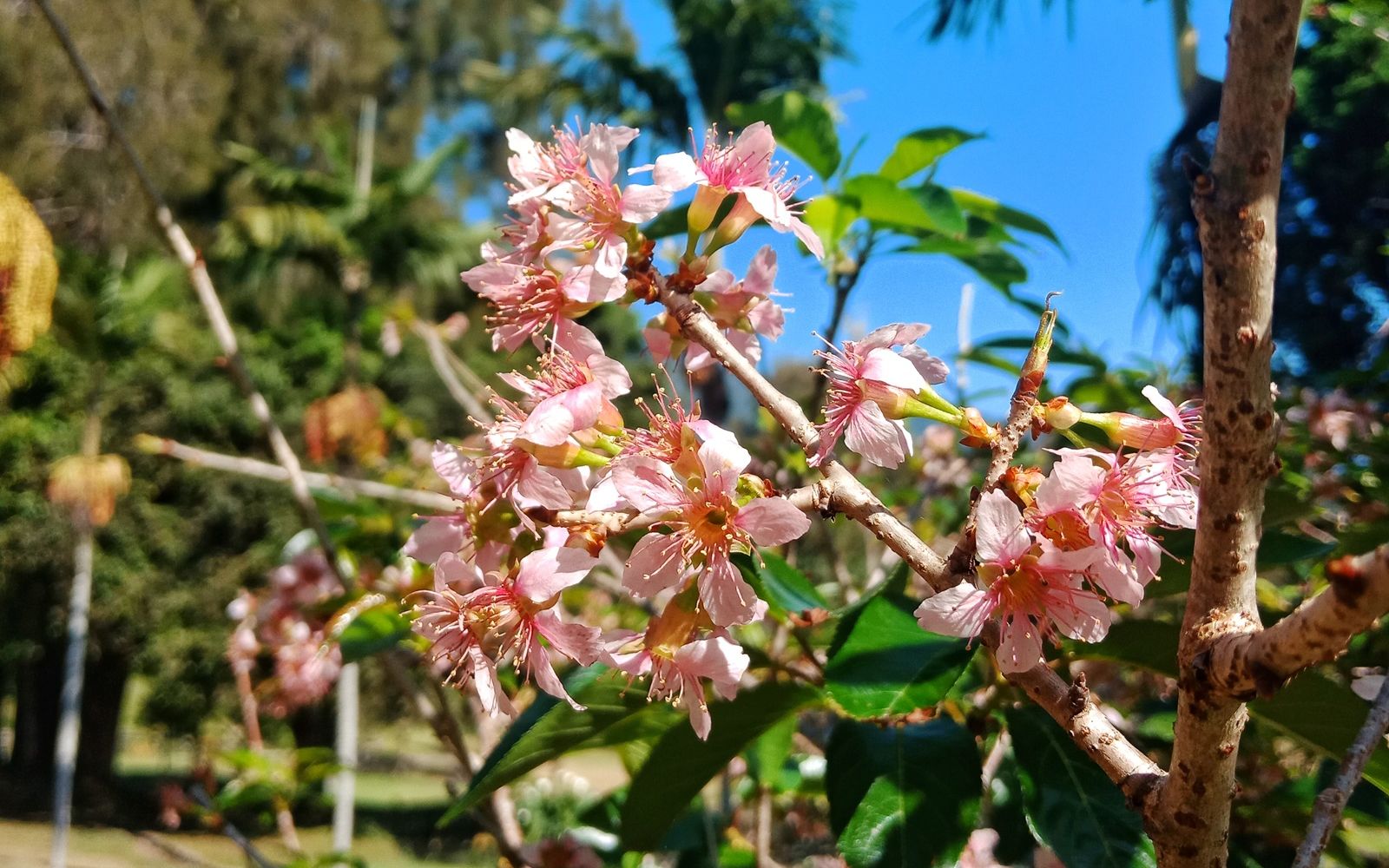 Detail Gambar Taman Bunga Sakura Nomer 41