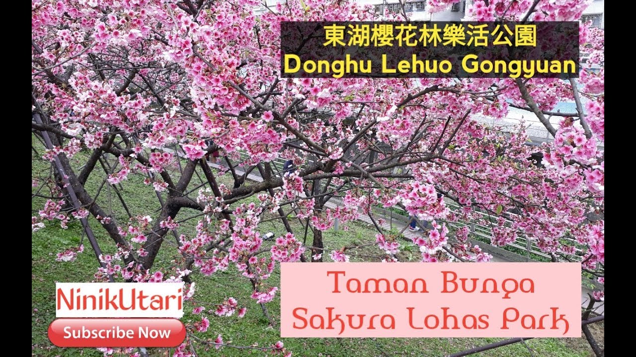 Detail Gambar Taman Bunga Sakura Nomer 43