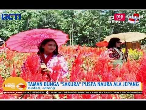 Detail Gambar Taman Bunga Sakura Nomer 46