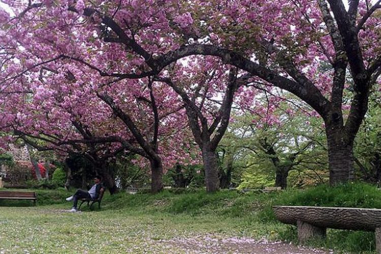 Detail Gambar Taman Bunga Sakura Jepang Nomer 18