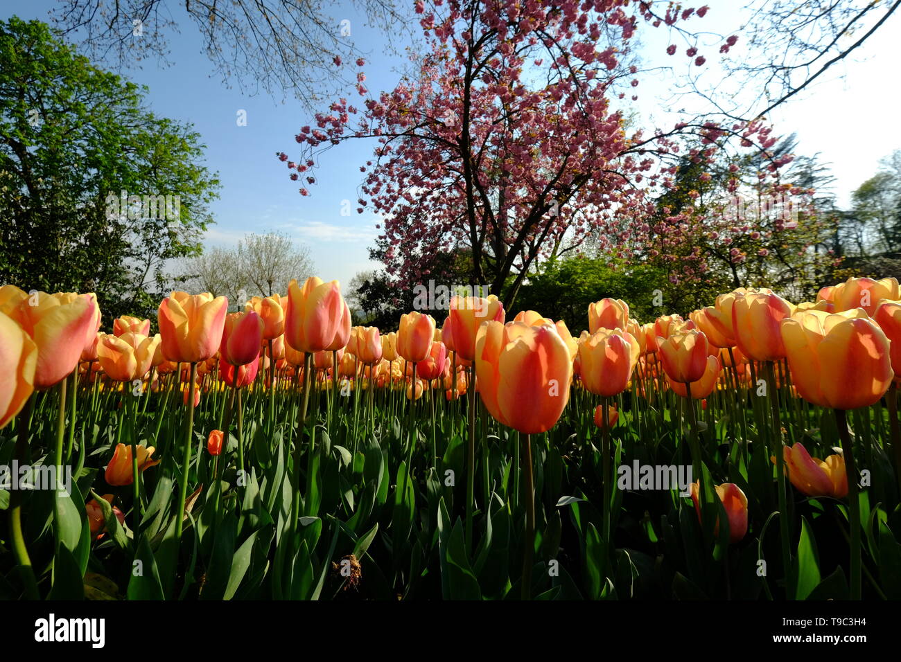 Detail Gambar Taman Bunga Tulip Yang Indah Nomer 26