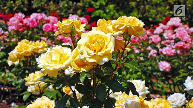 Download Gambar Taman Bunga Yang Paling Indah Di Dunia Nomer 4