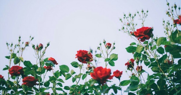 Detail Gambar Taman Kecil Bunga Mawar Nomer 7