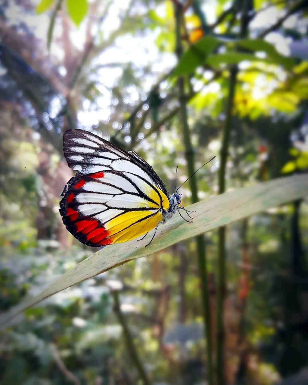 Detail Gambar Taman Kupu Kupu Nomer 9