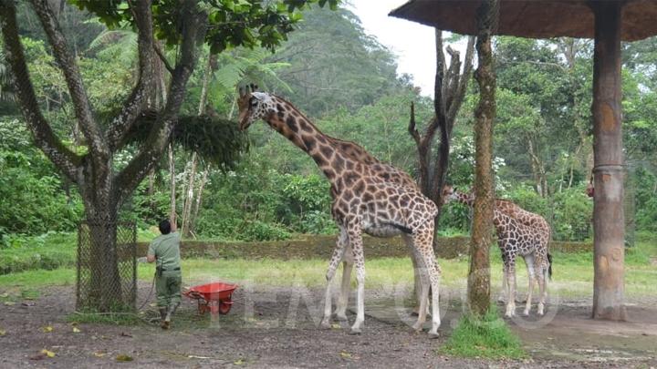 Detail Gambar Taman Safari Nomer 23