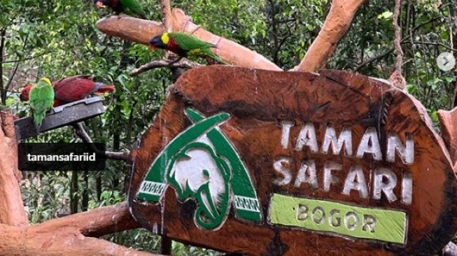 Detail Gambar Taman Safari Bogor Nomer 16