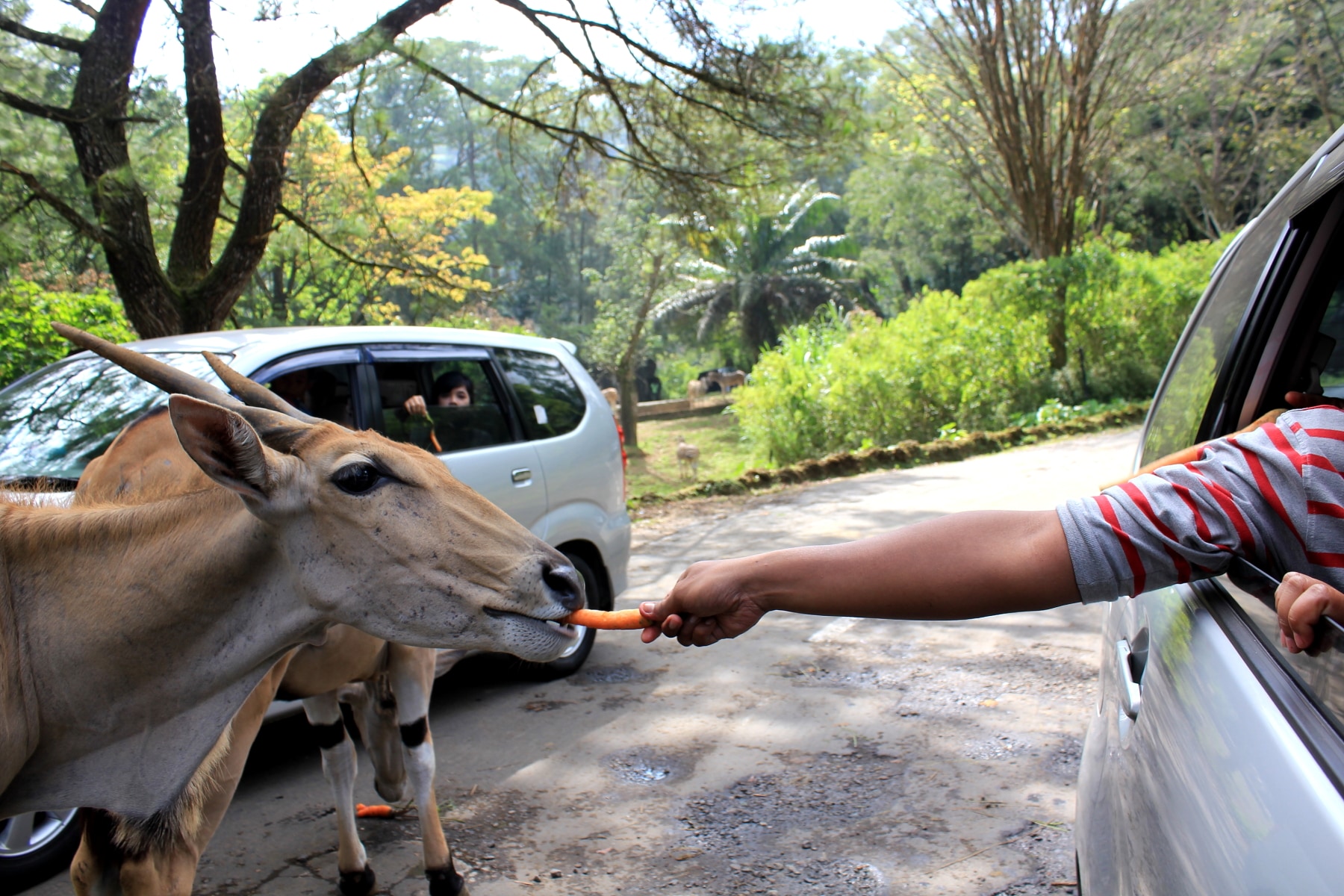 Detail Gambar Taman Safari Indonesia Nomer 27