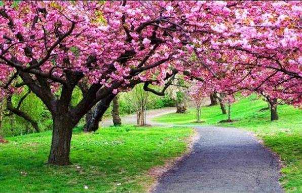 Detail Gambar Taman Terindah Di Indonesia Nomer 33