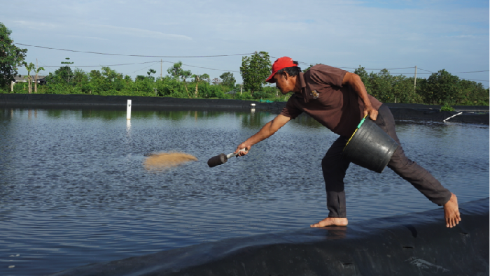 Detail Gambar Tambak Udang Nomer 7