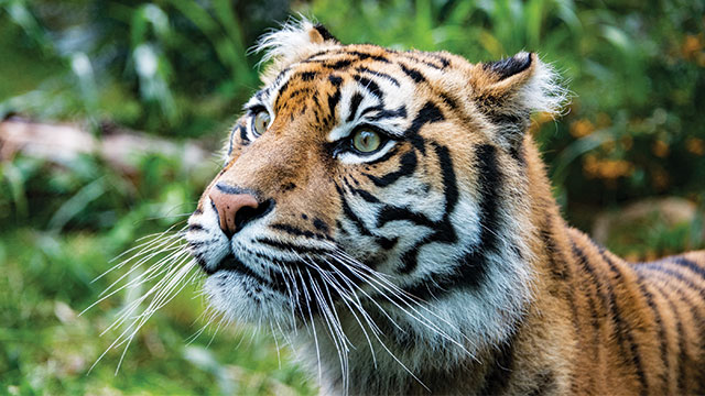 Detail Gambar Tanah Air Dan Tumbuhan Harimau Nomer 15