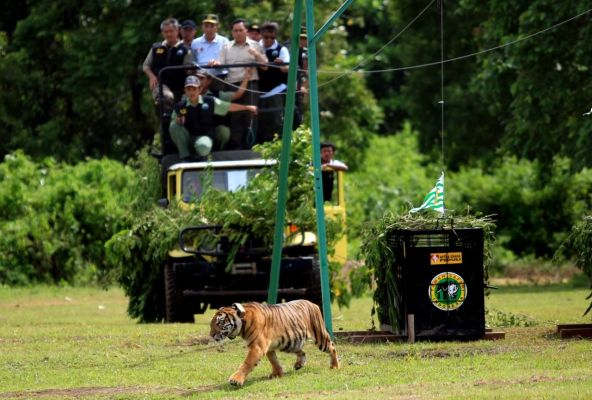 Detail Gambar Tanah Air Dan Tumbuhan Harimau Nomer 19