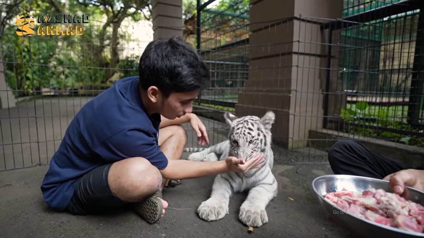 Detail Gambar Tanah Air Dan Tumbuhan Harimau Nomer 27