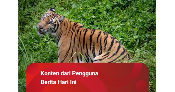 Detail Gambar Tanah Air Dan Tumbuhan Harimau Nomer 28