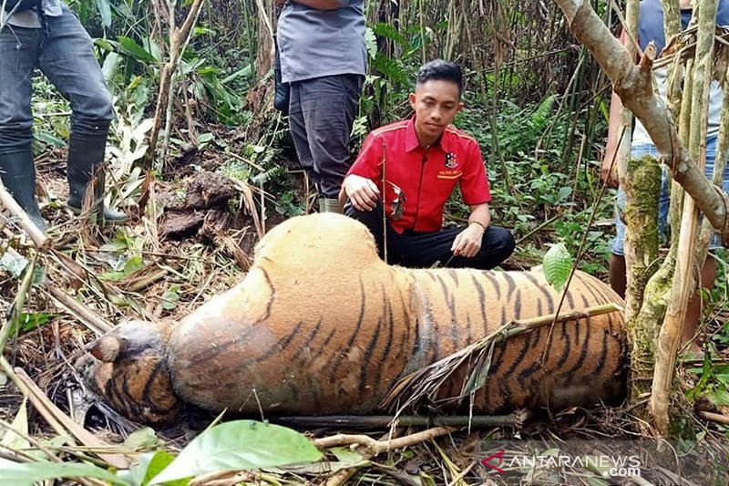 Detail Gambar Tanah Air Dan Tumbuhan Harimau Nomer 47