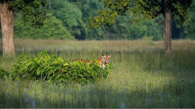 Detail Gambar Tanah Air Dan Tumbuhan Harimau Nomer 52