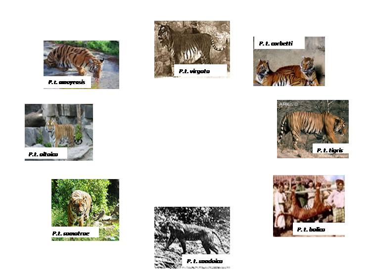 Detail Gambar Tanah Air Dan Tumbuhan Harimau Nomer 9
