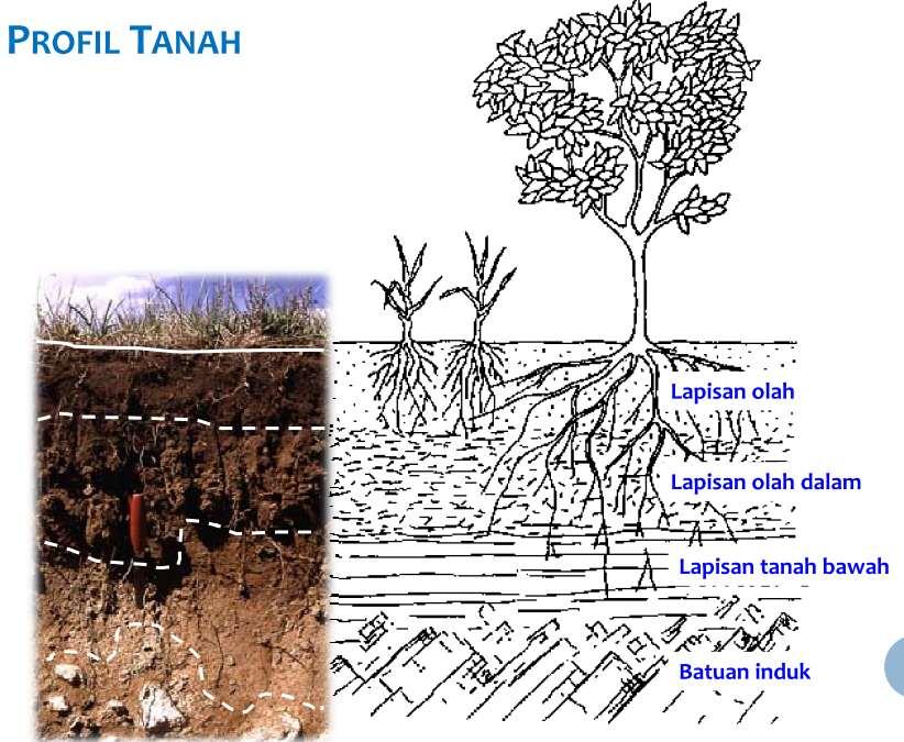Detail Gambar Tanah Air Dan Tumbuhan Tanah Nomer 2