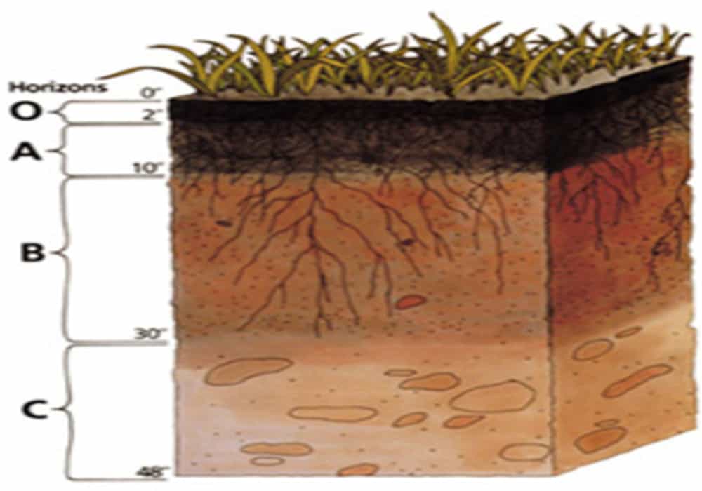 Detail Gambar Tanah Humus Nomer 44