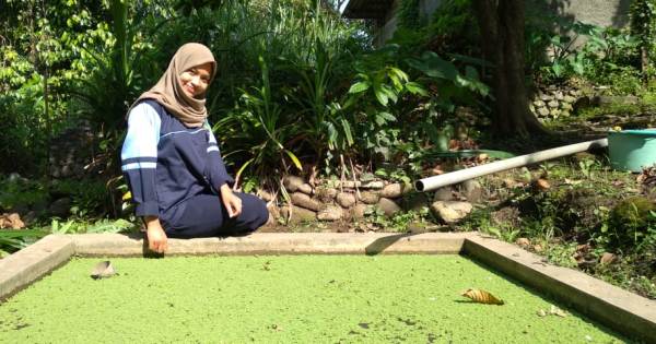 Detail Gambar Tanaman Azolla Nomer 35