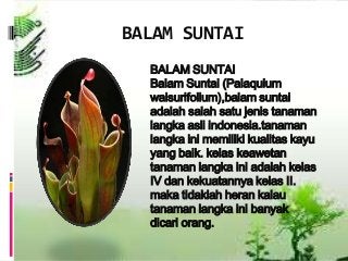 Detail Gambar Tanaman Balam Suntai Nomer 8